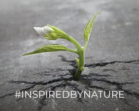 N. 29 | 5 GRUNDSÄTZE ZUR REGENERATION VON SICH SELBST, IHREM TEAM UND IHRER ORGANISATION