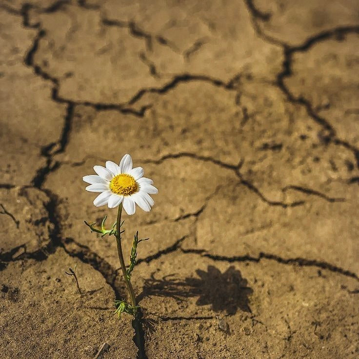 2025: Das Jahr des Hybrid-Übergangs