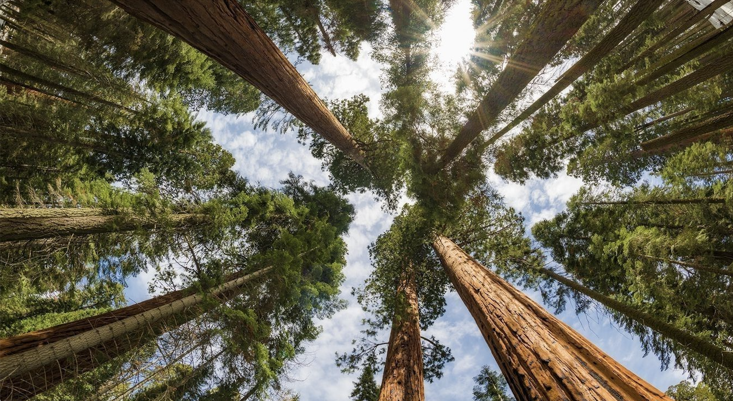 CELEBRATING EARTH DAY 2025: REFLECTING ON THE NEED TO SAFEGUARD OUR PLANET