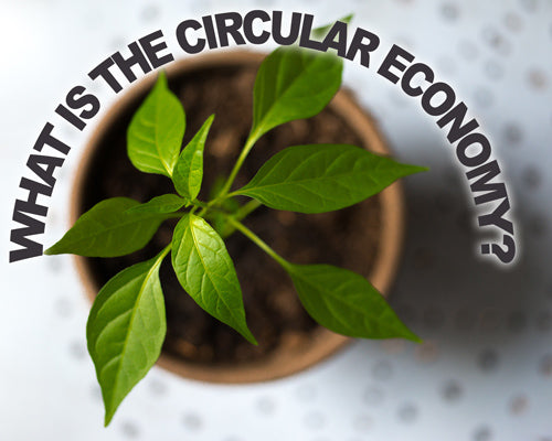 N. 1 | What is it and why is it so popular